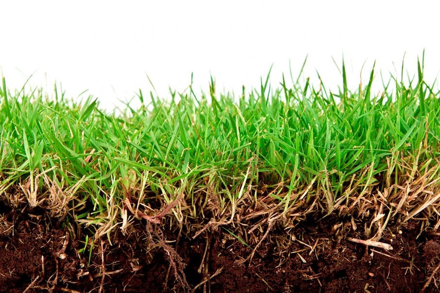 fresh spring green grass with soil isolated white background
