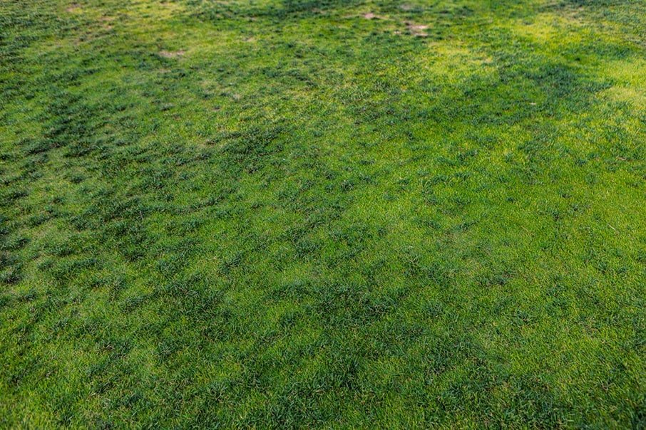 top view bright green grass lawn disease