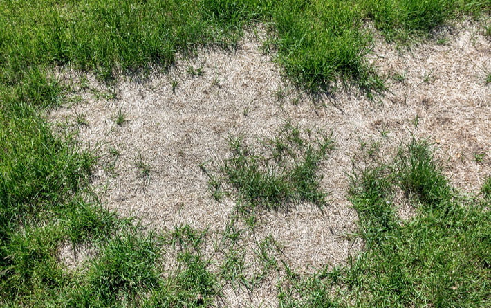 diseased lawn
