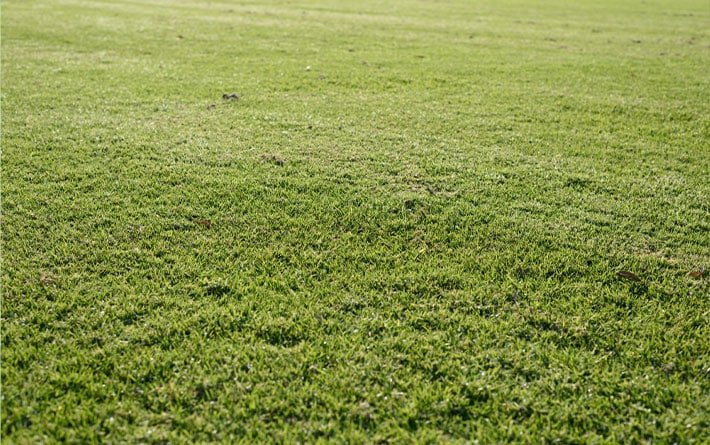 grass with lawn aeration done